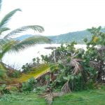 Long Bay Portland Coconut Palm Tree of life