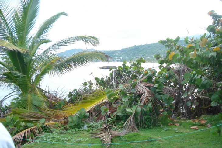 Long Bay Portland Coconut Palm Tree of life